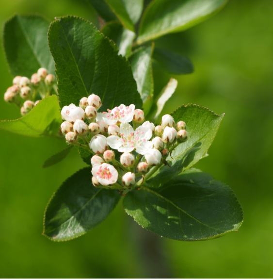 ARONIA arbutifolia ‘Brilliant’ / Aronie à feuilles d'arbousier