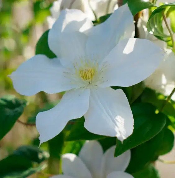 Pépinières Français PF_Clématite051 Clématite 'Madame Lecoultre' - clematis