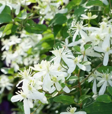 Clématite 'Mandshurica' - clematis flammula