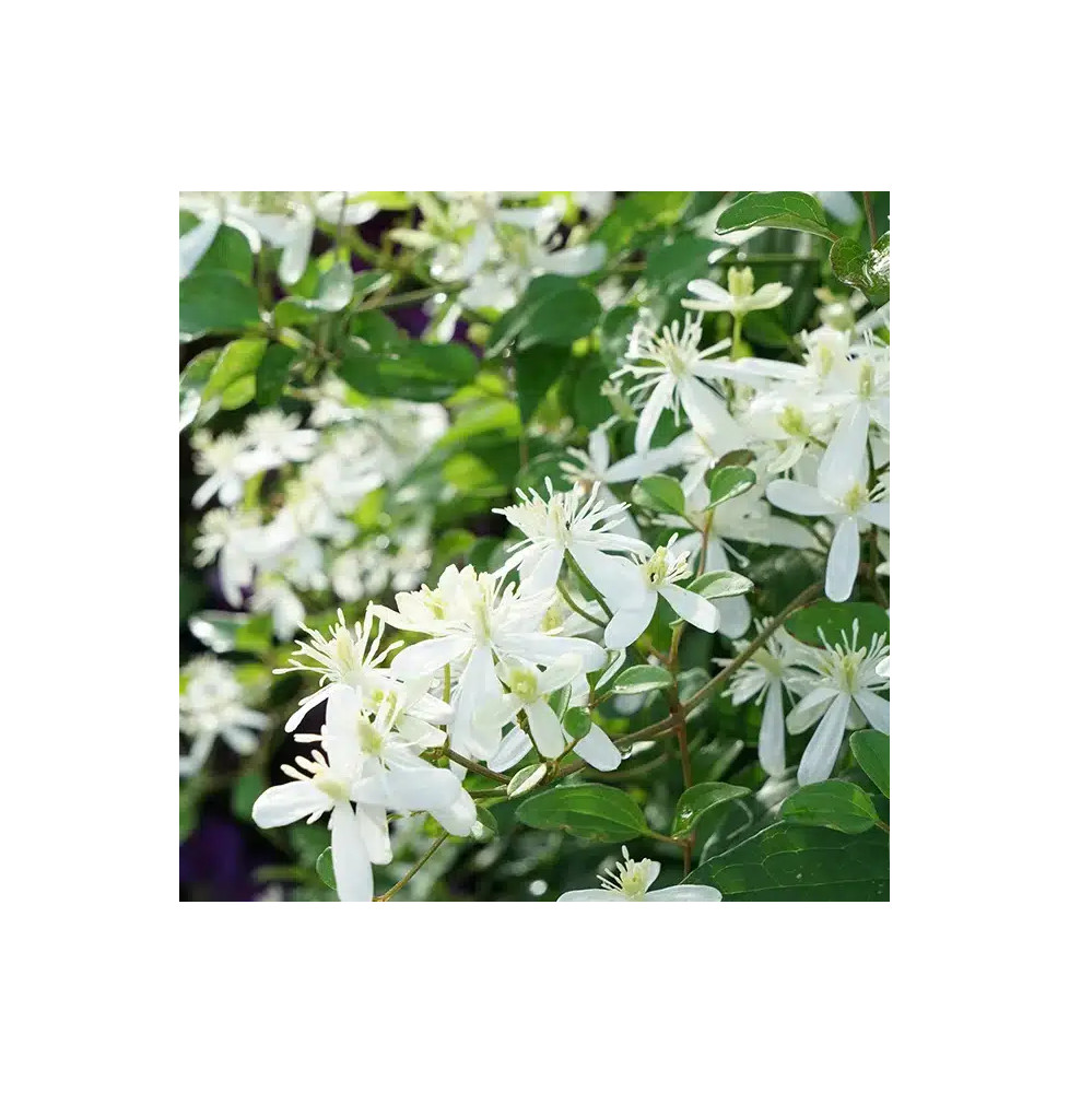 Clématite 'Mandshurica' - clematis flammula