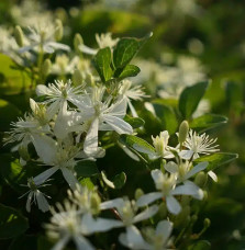 Clématite 'Mandshurica' - clematis flammula