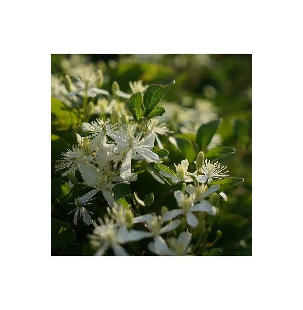 Clématite 'Mandshurica' - clematis flammula