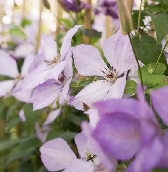 Pépinières Français PF_Clématite504 Clématite 'Margaret Hunt' - clematis