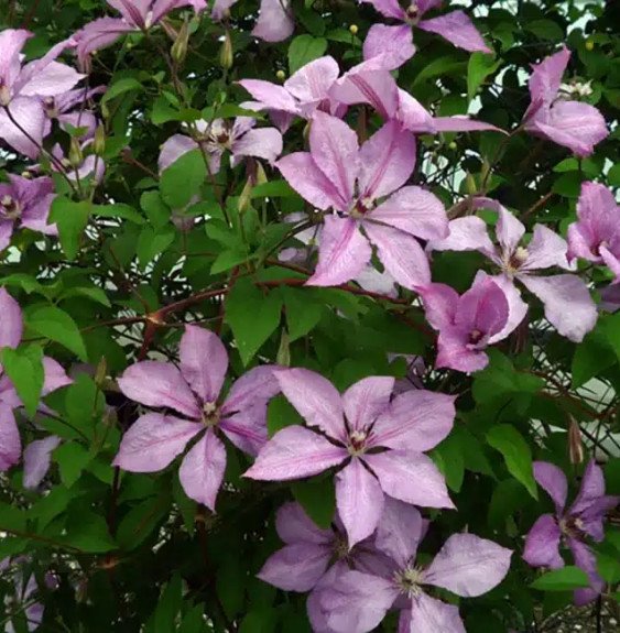 Pépinières Français PF_Clématite504 Clématite 'Margaret Hunt' - clematis