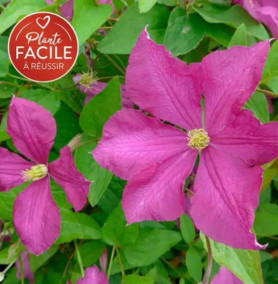 Pépinières Français PF_Clématite465 Clématite 'Margot Koster' - clematis viticella