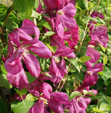 Clématite 'Margot Koster' - clematis viticella