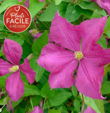 Clématite 'Margot Koster' - clematis viticella