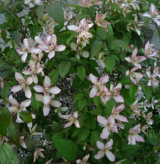 Pépinières Français PF_Clématite831 Clématite 'Marjorie' - clematis montana