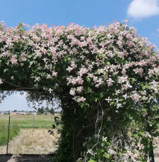 Clématite 'Marjorie' - clematis montana