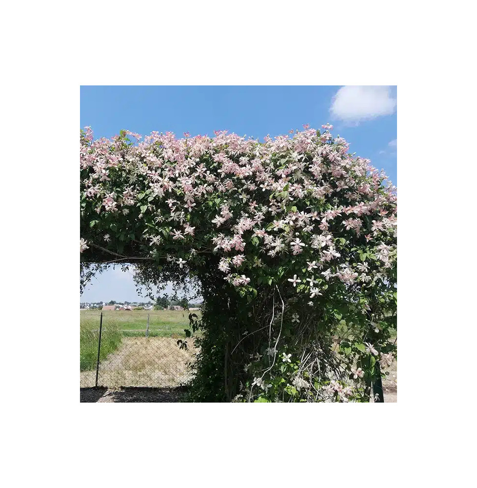 Clématite 'Marjorie' - clematis montana