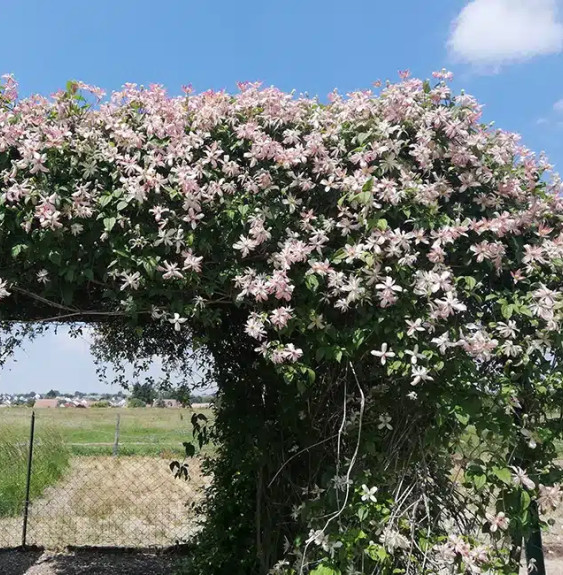 Pépinières Français PF_Clématite831 Clématite 'Marjorie' - clematis montana