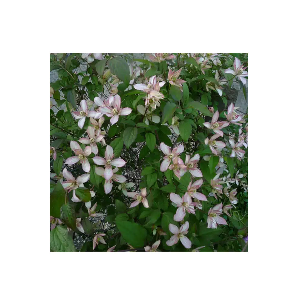 Clématite 'Marjorie' - clematis montana