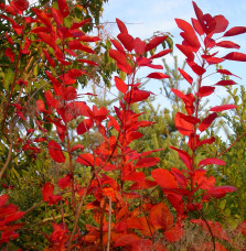 COTINUS 'Grace' / Arbre à perruque 'Grace'