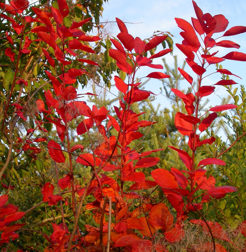 COTINUS 'Grace' / Arbre à perruque 'Grace'