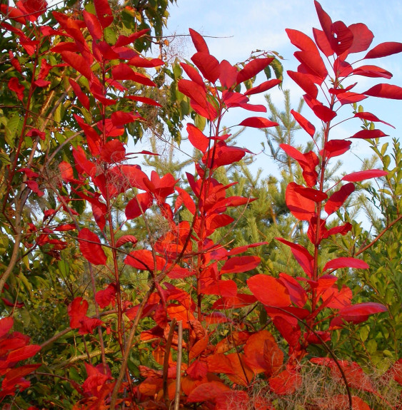 COTINUS 'Grace' / Arbre à perruque 'Grace'