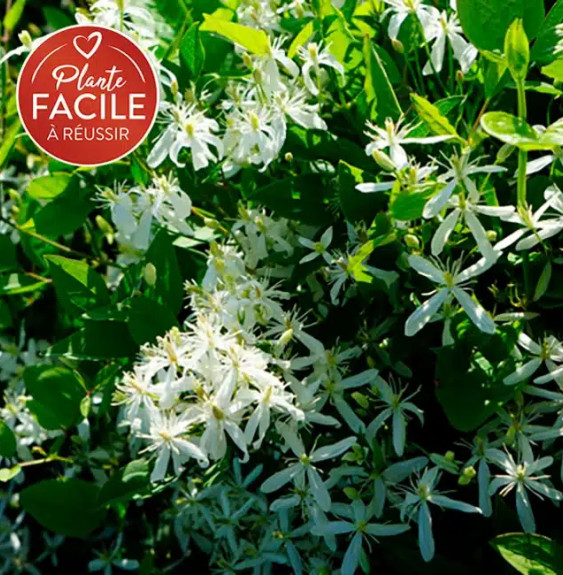 Pépinières Français PF_Clématite334 Clématite 'Maximovisiana' - clematis terniflora