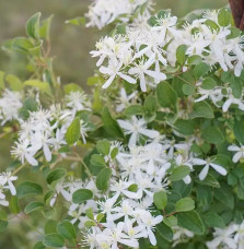 Clématite 'Maximovisiana' - clematis terniflora