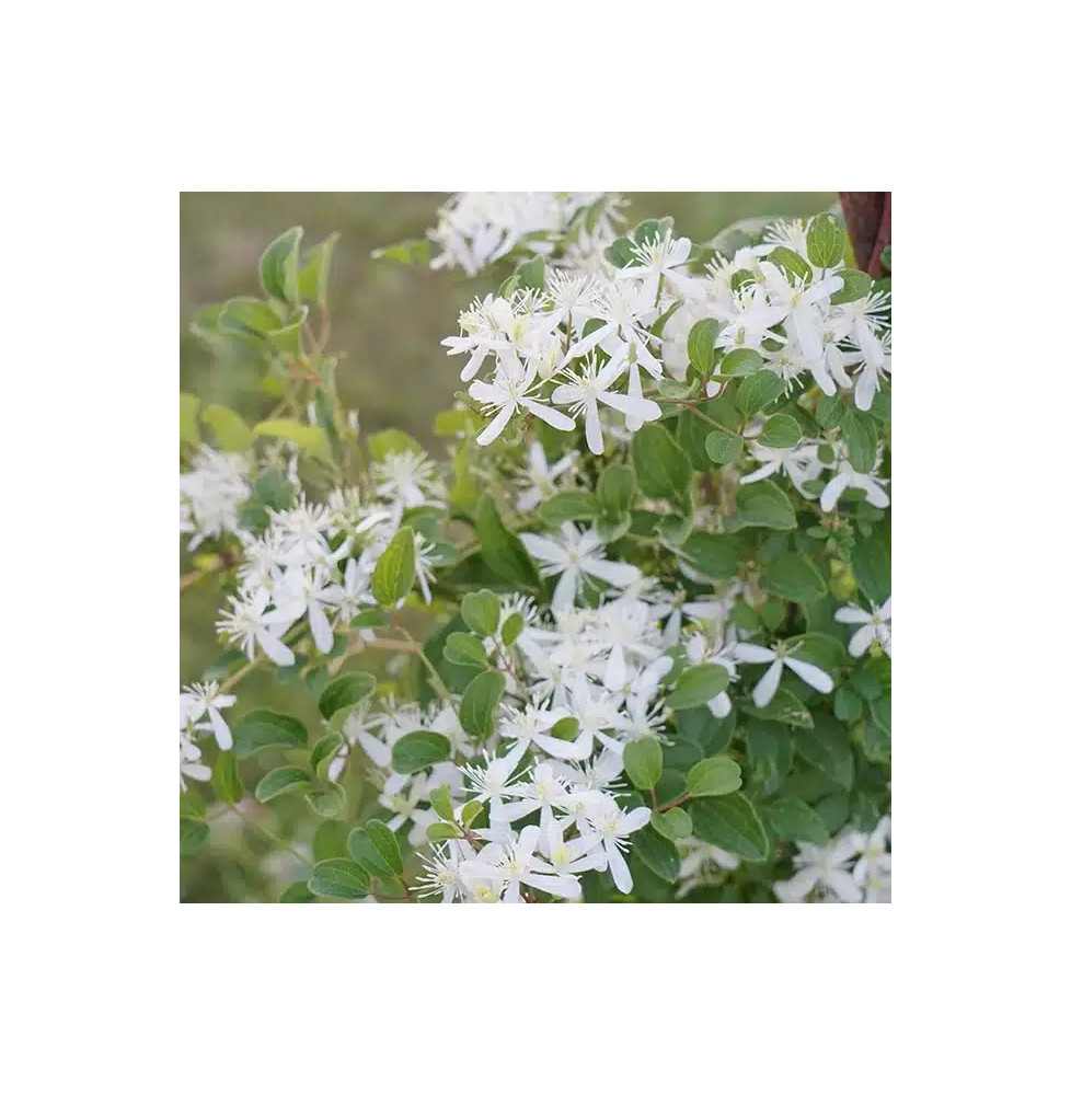 Clématite 'Maximovisiana' - clematis terniflora