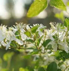 Clématite 'Maximovisiana' - clematis terniflora