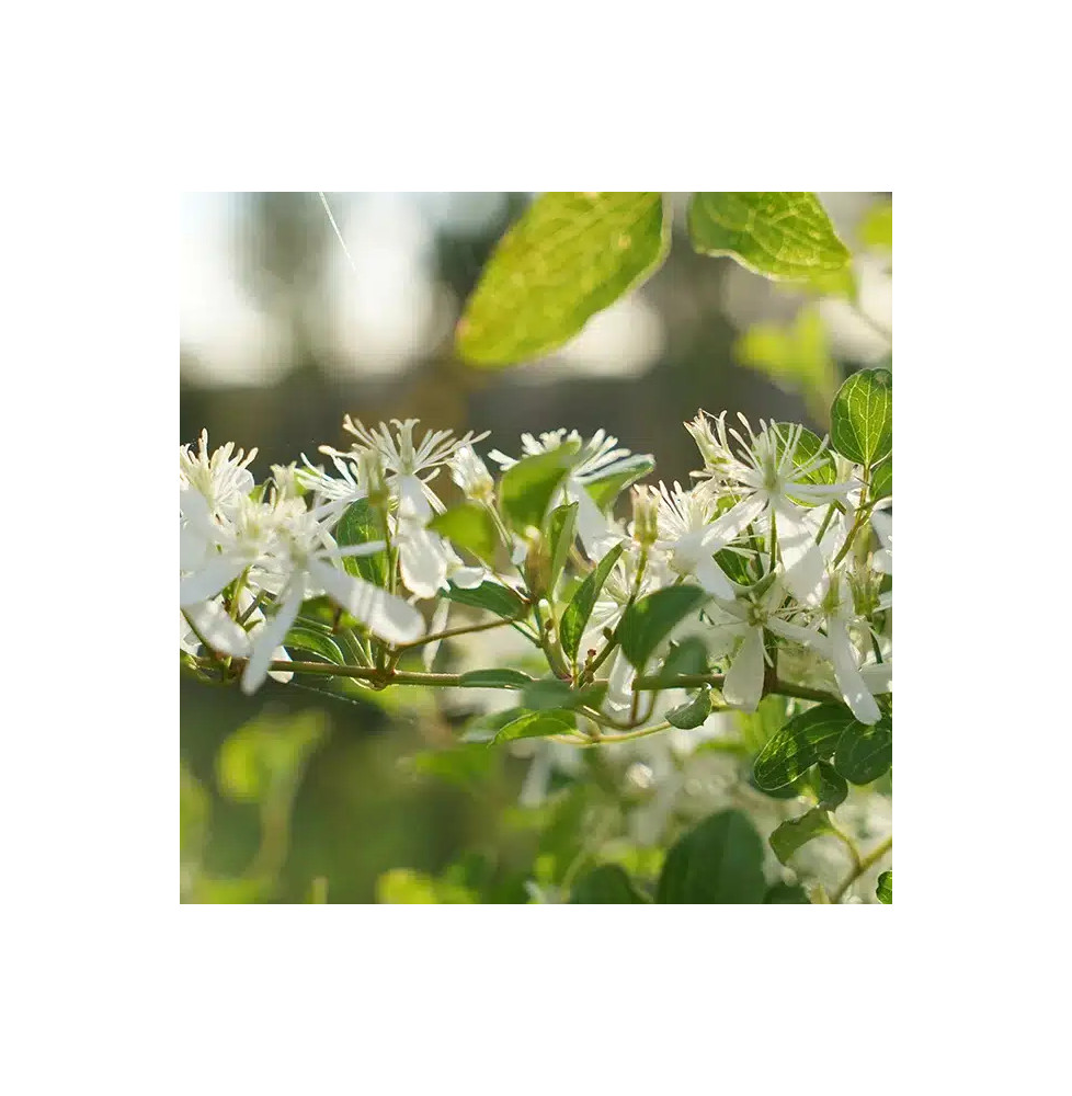 Clématite 'Maximovisiana' - clematis terniflora