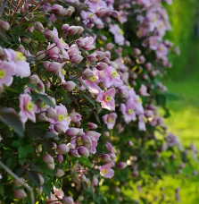 Clématite 'Mayleen' - clematis montana