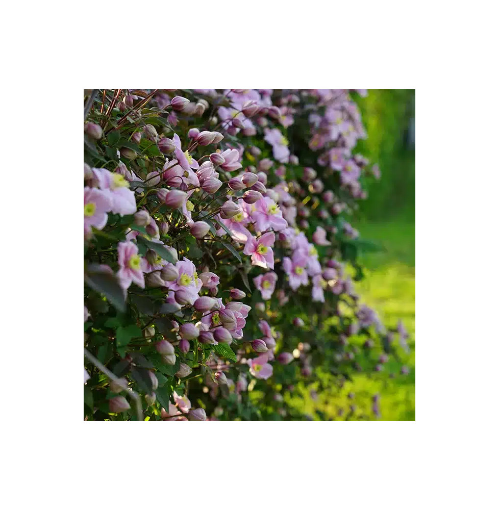 Clématite 'Mayleen' - clematis montana