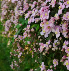 Clématite 'Mayleen' - clematis montana