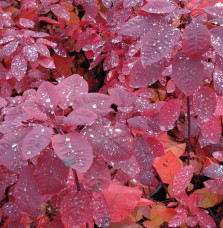 COTINUS 'Grace' / Arbre à perruque 'Grace'