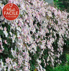 Clématite 'Mayleen' - clematis montana