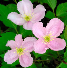 Clématite 'Mayleen' - clematis montana