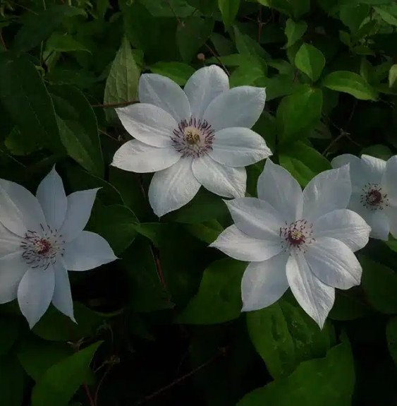 Pépinières Français PF_Clématite667 Clématite 'Miss Bateman' - clematis