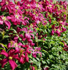 Clématite 'Mme Julia Correvon' - clematis viticella