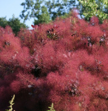 COTINUS 'Grace' / Arbre à perruque 'Grace'