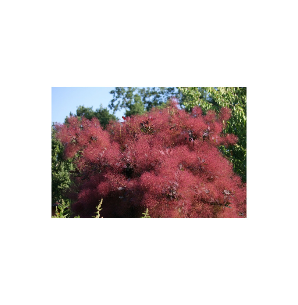 COTINUS 'Grace' / Arbre à perruque 'Grace'