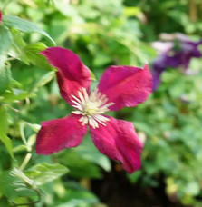 Clématite 'Mme Julia Correvon' - clematis viticella