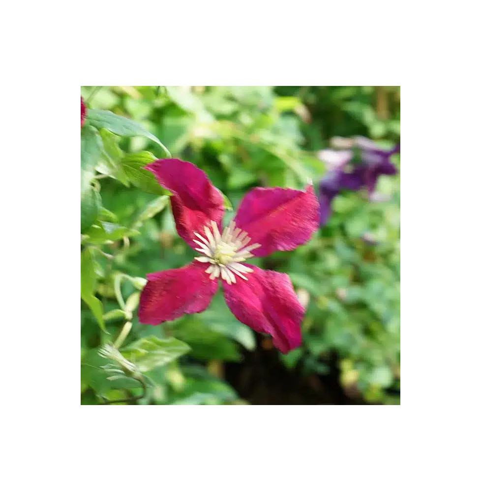 Clématite 'Mme Julia Correvon' - clematis viticella