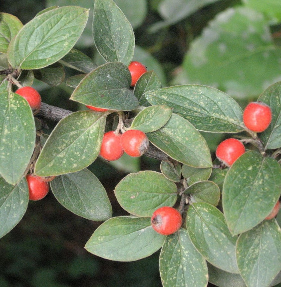 Pépinières Français PF_COTONEASTE COTONEASTER franchetii / Cotonéaster de Franchet