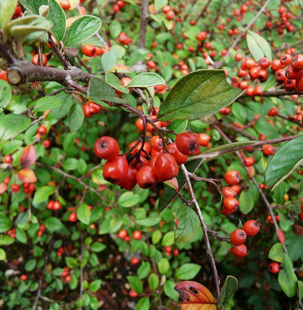 COTONEASTER franchetii / Cotonéaster de Franchet