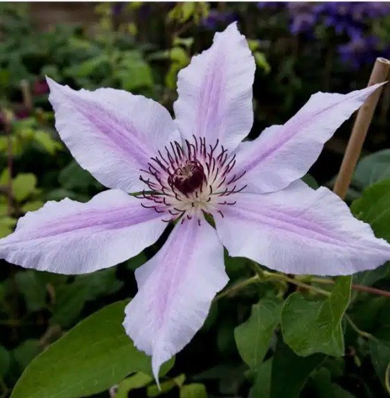 Pépinières Français PF_Clématite409 Clématite 'Nelly Moser' - clematis