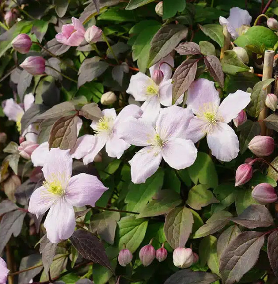 Clématite 'New Dawn' - clematis montana