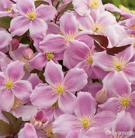 Pépinières Français PF_Clématite291 Clématite 'New Dawn' - clematis montana