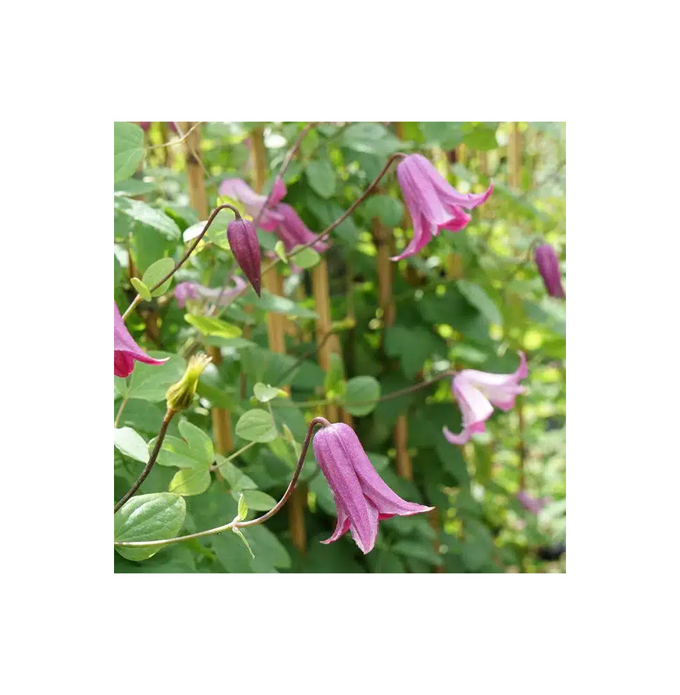 Clématite 'Odoriba' - clematis texensis