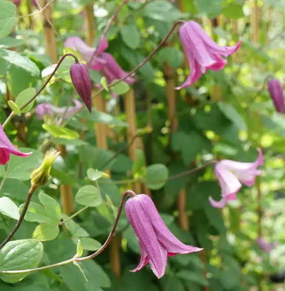 Pépinières Français PF_Clématite603 Clématite 'Odoriba' - clematis texensis