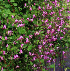 Clématite 'Odoriba' - clematis texensis