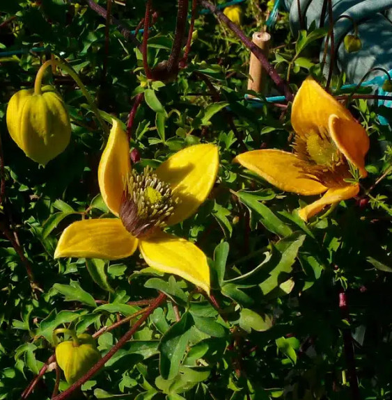 Pépinières Français PF_Clématite001 Clématite 'Orange Peel' - clematis orientalis