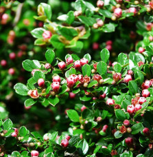 COTONEASTER horizontalis / Cotoneaster horizontal