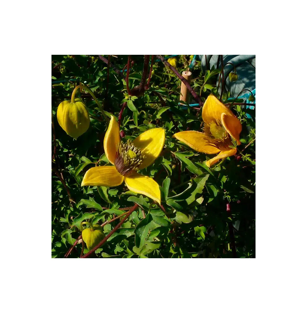 Clématite 'Orange Peel' - clematis orientalis