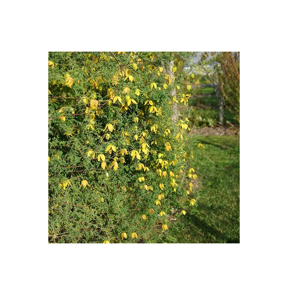 Clématite 'Orange Peel' - clematis orientalis