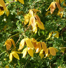 Clématite 'Orange Peel' - clematis orientalis