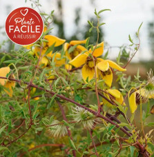 Clématite 'Orange Peel' - clematis orientalis